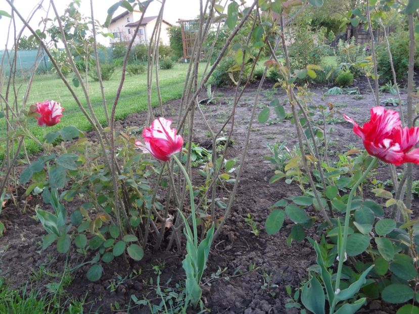 ap foto 027 - Gradina mea 2017