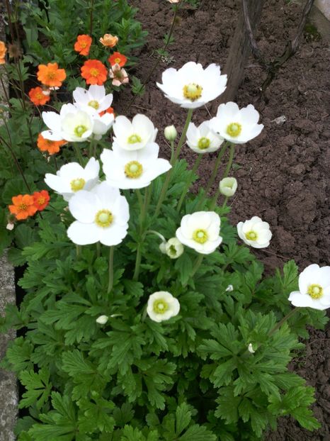  - 01-Flori din curtea mea 2017