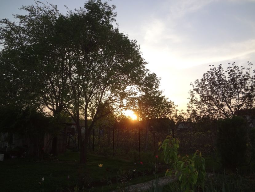 ap foto 030 - Gradina mea 2017