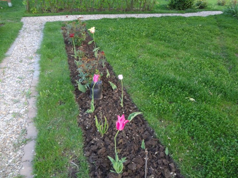 ap foto 031 - Gradina mea 2017