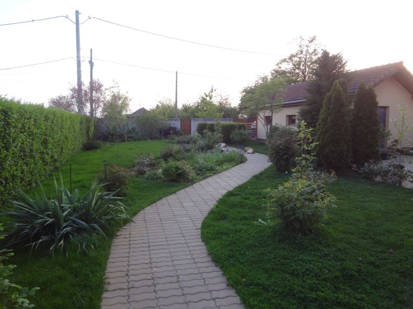 ap foto 033 - Gradina mea 2017