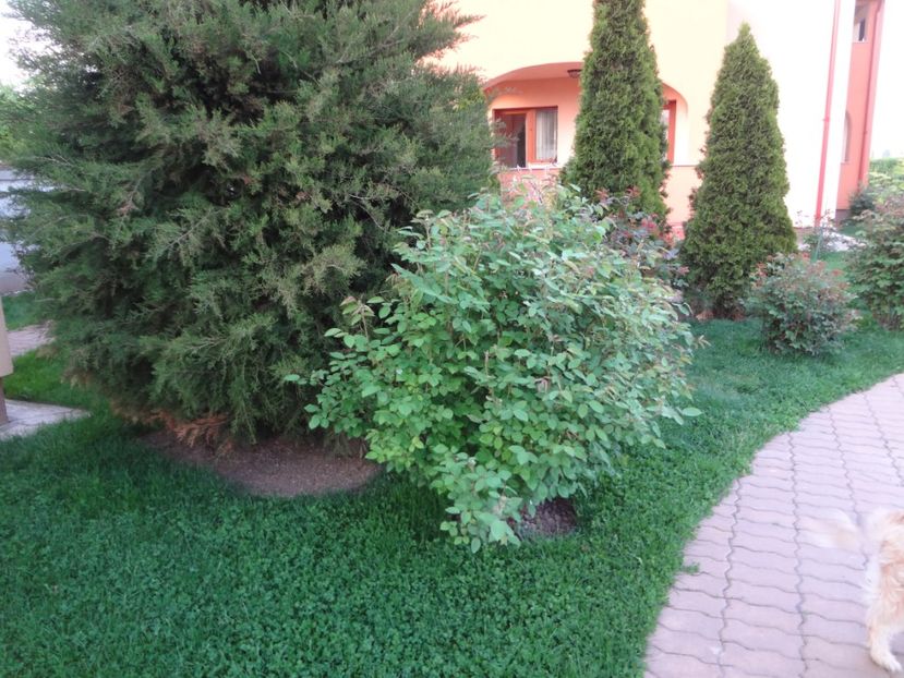 ap foto 034 - Gradina mea 2017