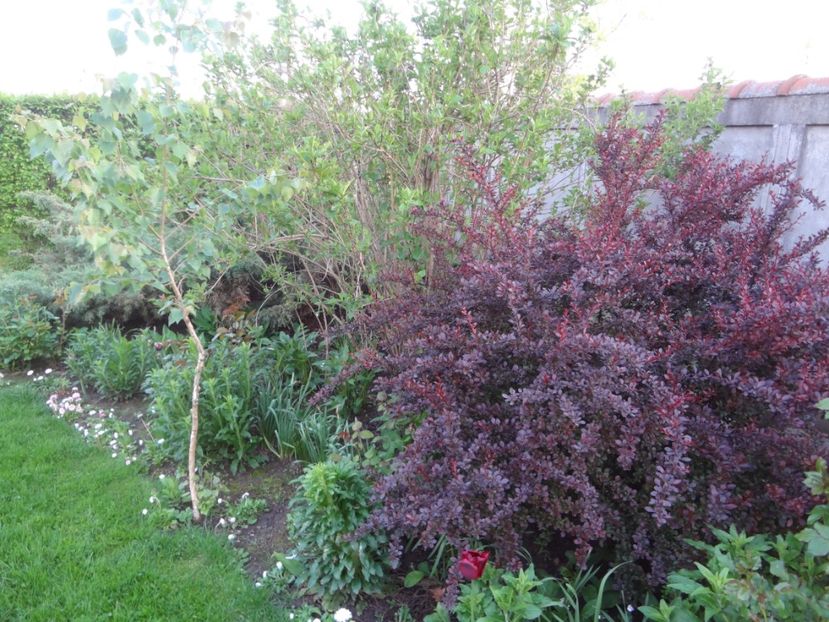 ap foto 037 - Gradina mea 2017