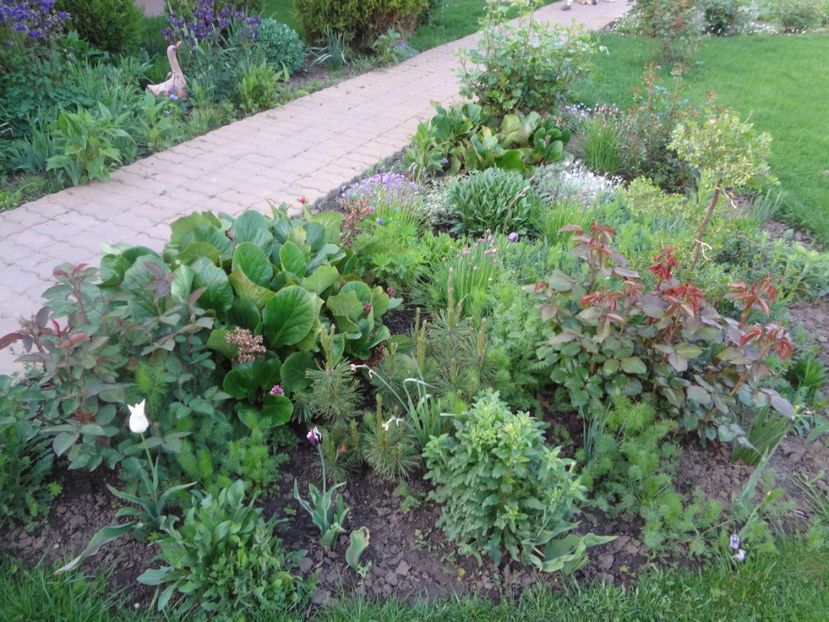 ap foto 038 - Gradina mea 2017