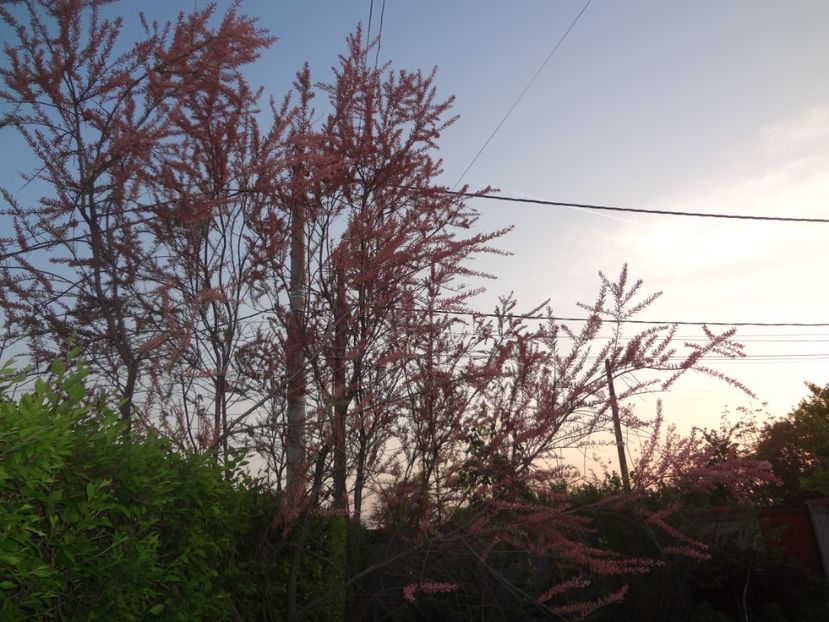 ap foto 039 - Gradina mea 2017