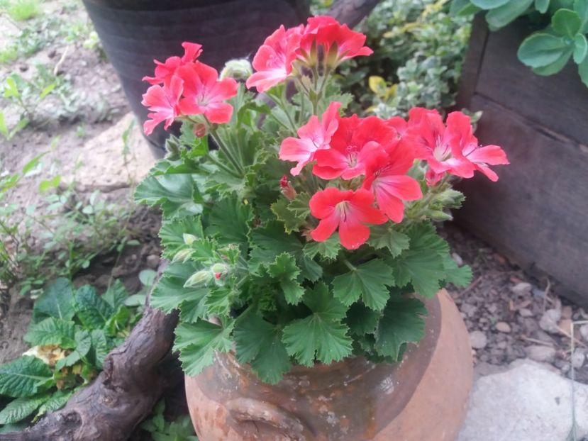 muscata englezeasca - muscate