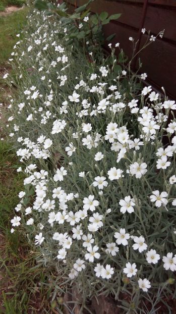  - Flori de primavara 2017