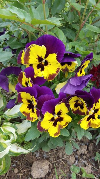  - Flori de primavara 2017