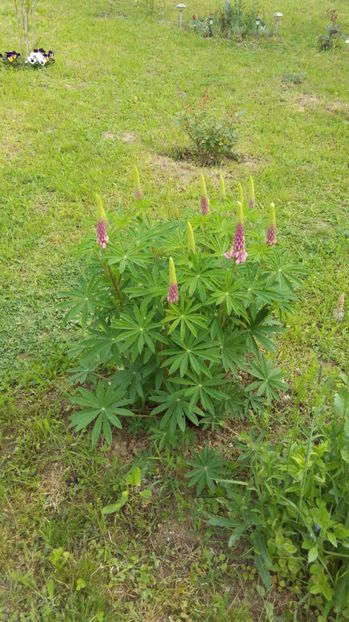  - Flori de primavara 2017