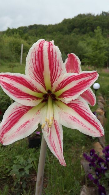  - Flori de primavara 2017