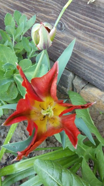  - Flori de primavara 2017