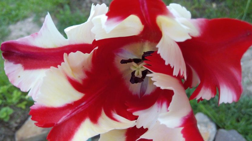  - Flori de primavara 2017