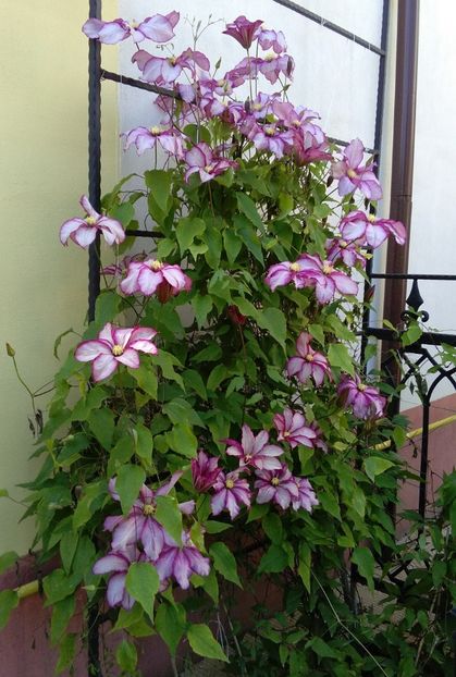  - 2017 clematite