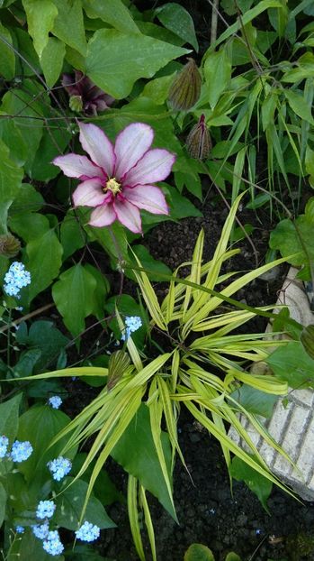  - 2017 clematite