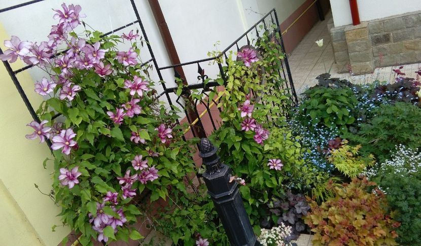  - 2017 clematite