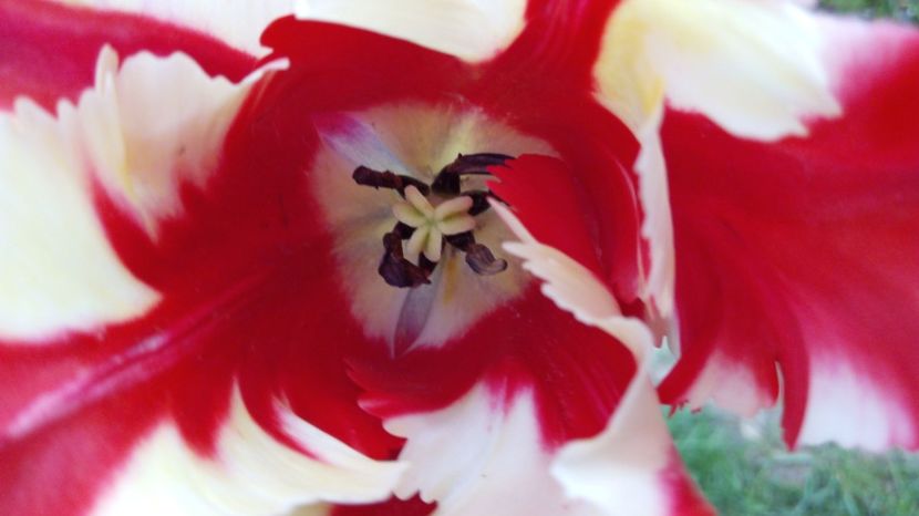  - Flori de primavara 2017