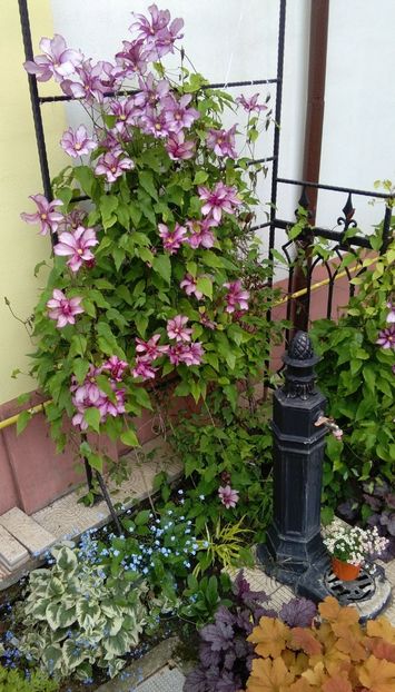  - 2017 clematite