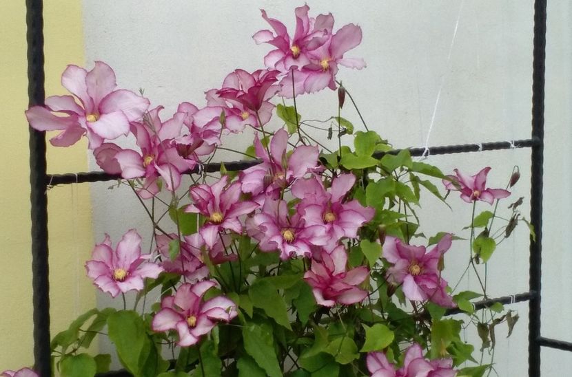 clematis Betty Risdon - 2017 clematite