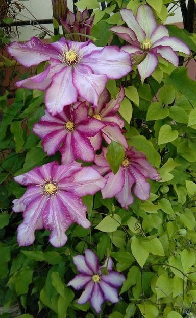  - 2017 clematite
