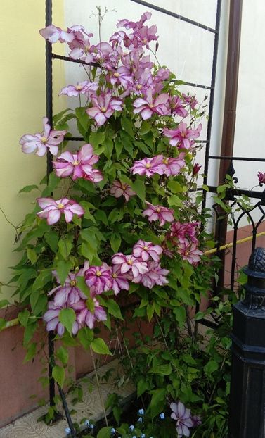  - 2017 clematite