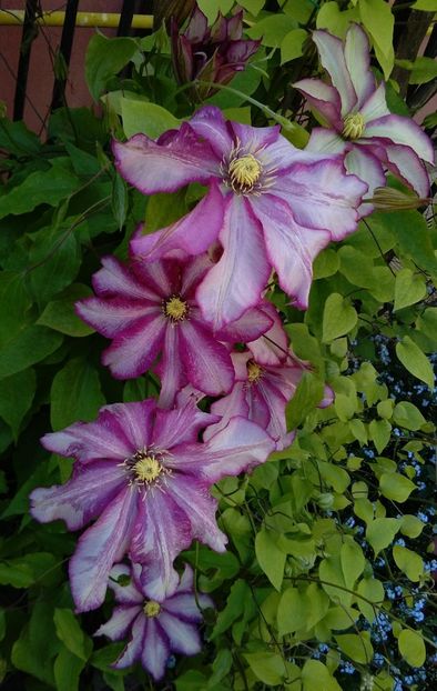  - 2017 clematite