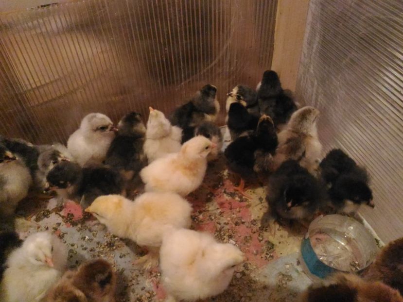 P_20170508_143929 - Puisori seria 2