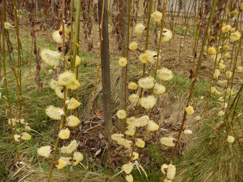  - 000 2017 Liane si arbusti