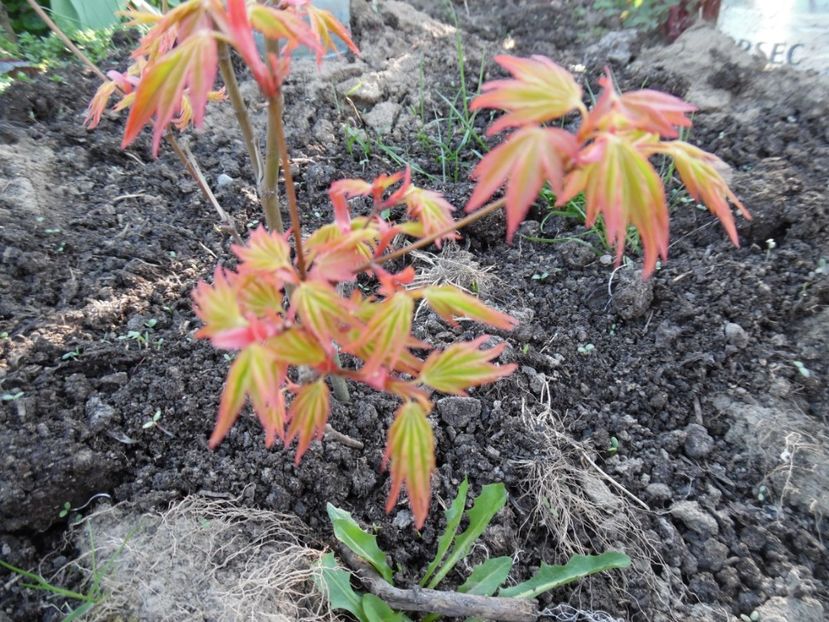  - 000 2017 Liane si arbusti