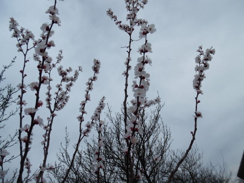 zarzar, bineinteles fara fructe - 000 2017 Liane si arbusti