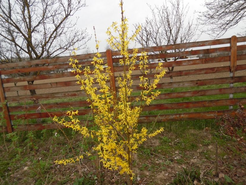  - 000 2017 Liane si arbusti