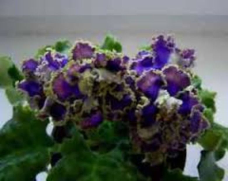 buntar - BUNTAR- Arianna