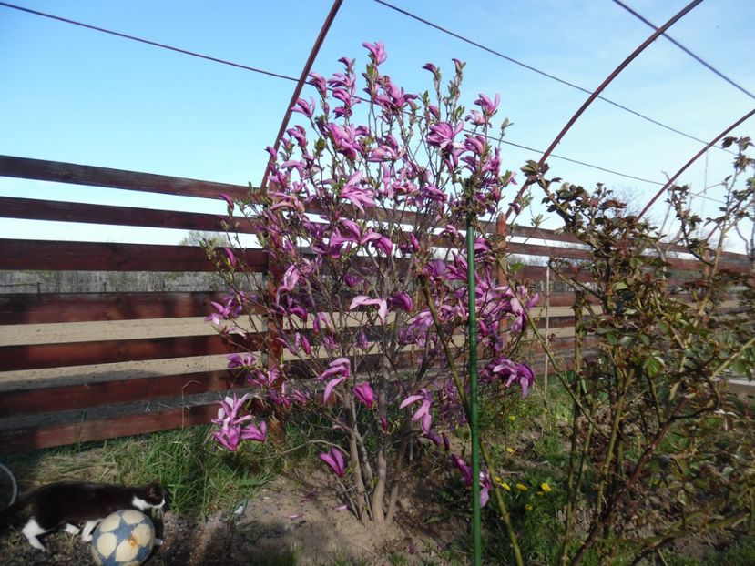  - 000 2017 Liane si arbusti