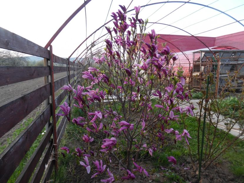  - 000 2017 Liane si arbusti