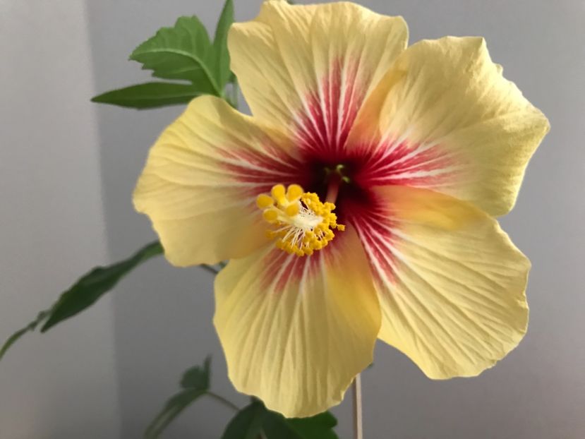 08.05.2017 - Fidjian Yellow - Hibiscus 2017