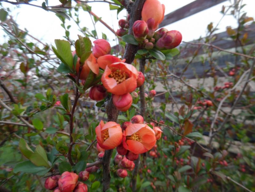  - 000 2017 Liane si arbusti