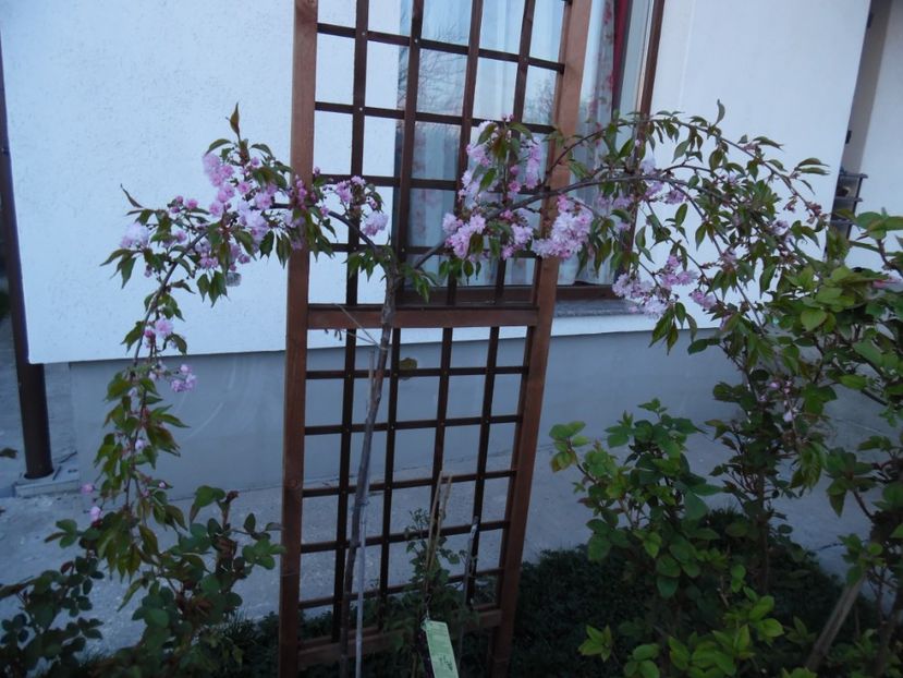 prunus Serrulata Kiku Shidare Zakura - 000 2017 Liane si arbusti