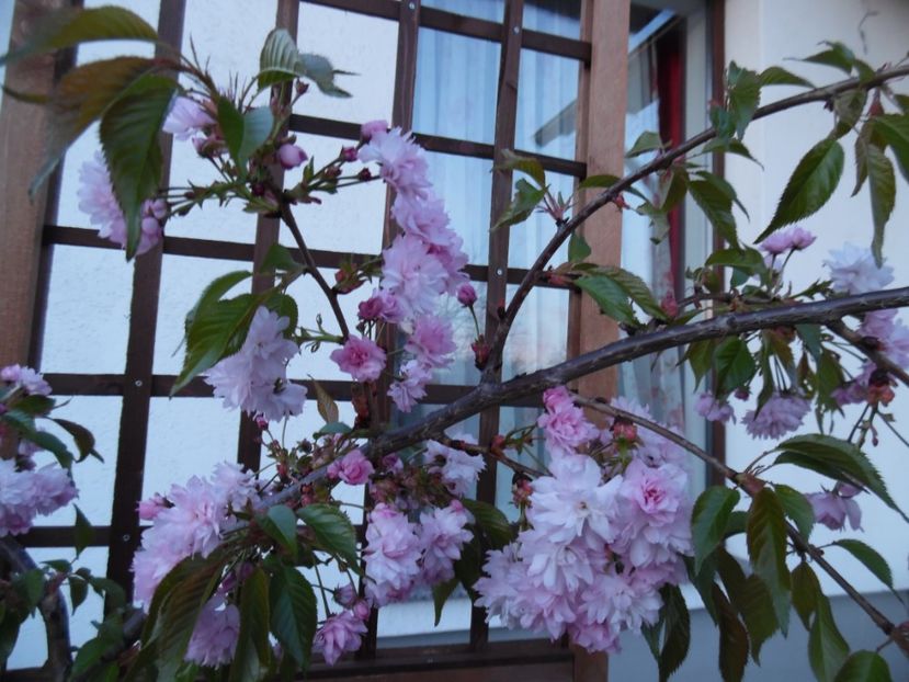  - 000 2017 Liane si arbusti