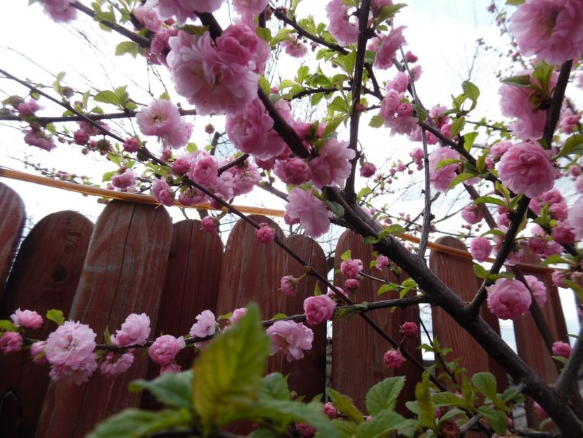  - 000 2017 Liane si arbusti