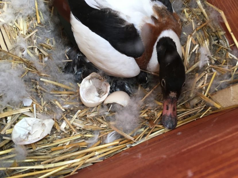 Califar alb - Tineret 2017