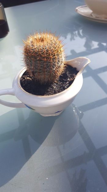  - Suculente si cactusi 2018 - 2019