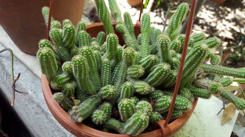  - Suculente si cactusi 2018 - 2019