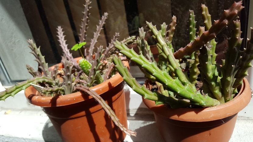  - Suculente si cactusi 2018 - 2019