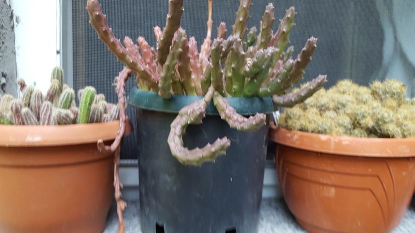  - Suculente si cactusi 2018 - 2019