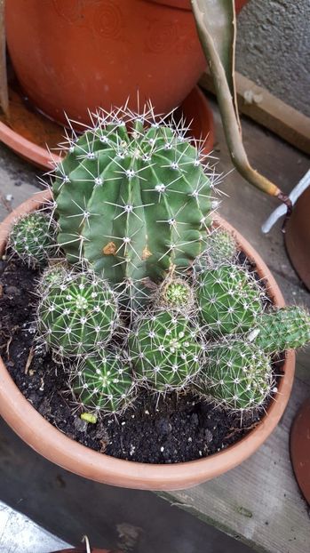  - Suculente si cactusi 2018 - 2019