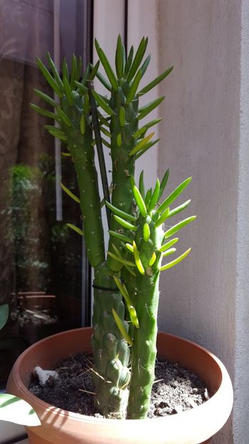  - Suculente si cactusi 2018 - 2019