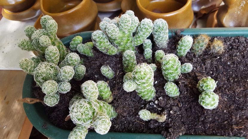 - Suculente si cactusi 2018 - 2019