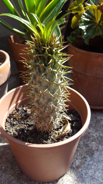  - Suculente si cactusi 2018 - 2019