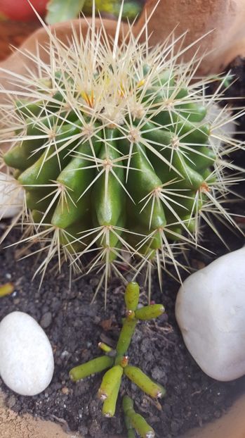  - Suculente si cactusi 2018 - 2019