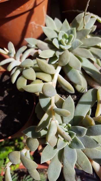  - Suculente si cactusi 2018 - 2019