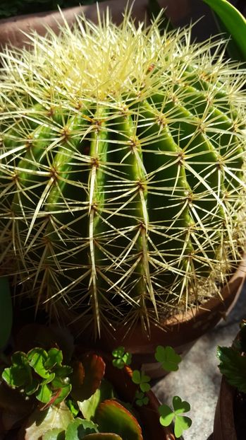  - Suculente si cactusi 2018 - 2019